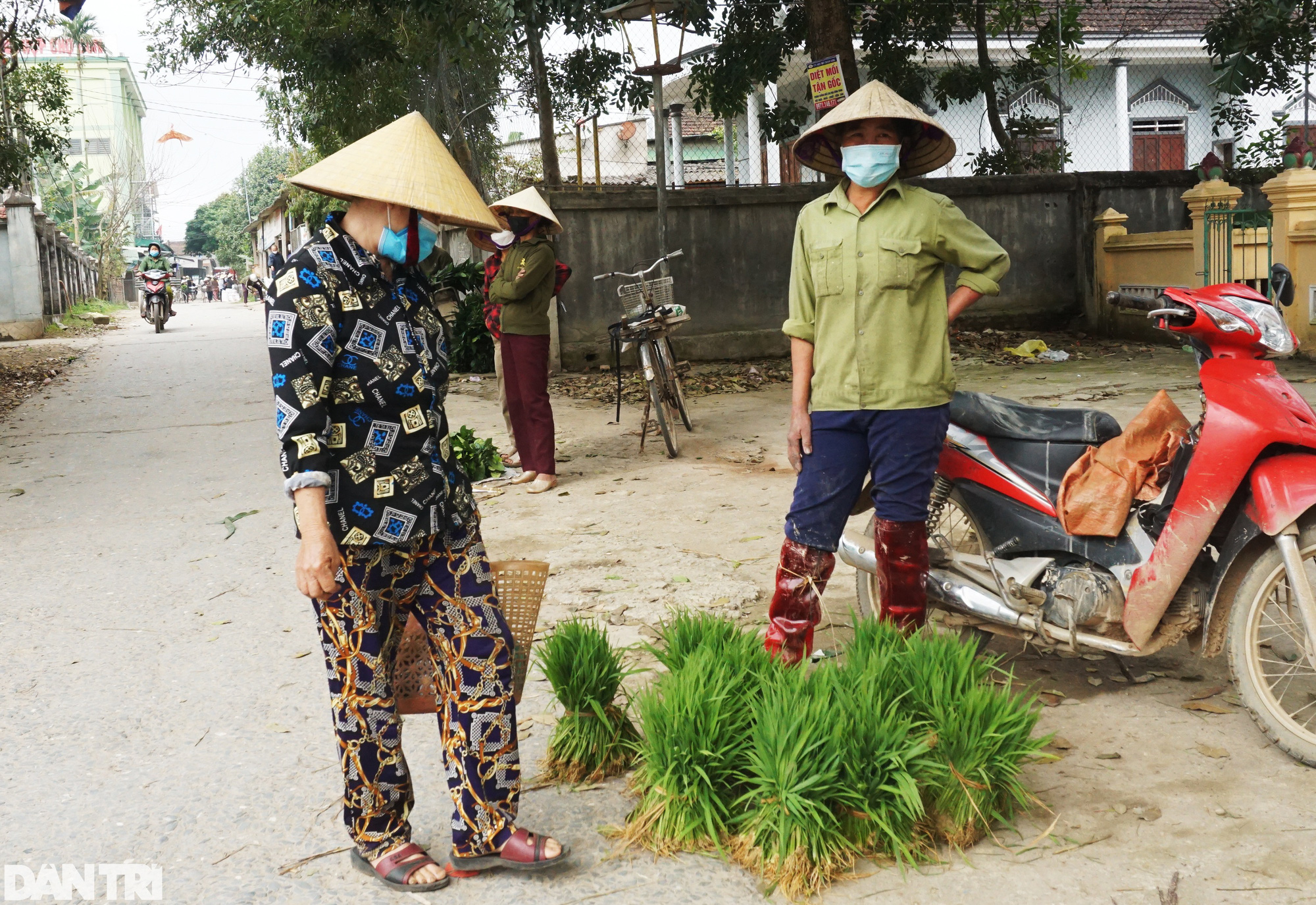 Nhổ lúa non bán như rau, nông dân "bỏ túi" cả trăm ngàn đồng mỗi ngày - Ảnh 7. Nhổ lúa non bán như rau, nông dân "bỏ túi" cả trăm ngàn đồng mỗi ngày - Ảnh 7.