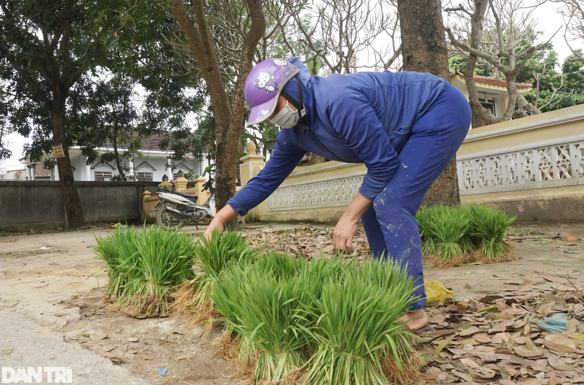 Nhổ lúa non bán như rau, nông dân "bỏ túi" cả trăm ngàn đồng mỗi ngày - Ảnh 6. Nhổ lúa non bán như rau, nông dân "bỏ túi" cả trăm ngàn đồng mỗi ngày - Ảnh 6.