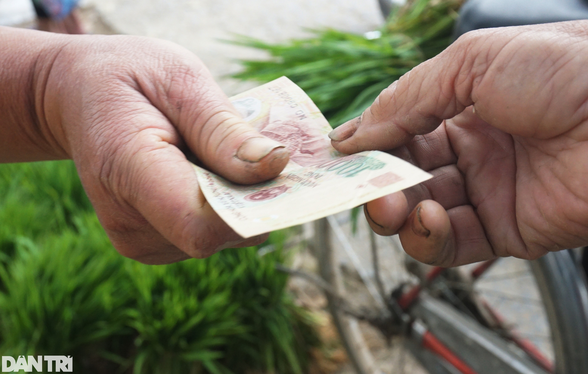 Nhổ lúa non bán như rau, nông dân "bỏ túi" cả trăm ngàn đồng mỗi ngày - Ảnh 10. Nhổ lúa non bán như rau, nông dân "bỏ túi" cả trăm ngàn đồng mỗi ngày - Ảnh 10.