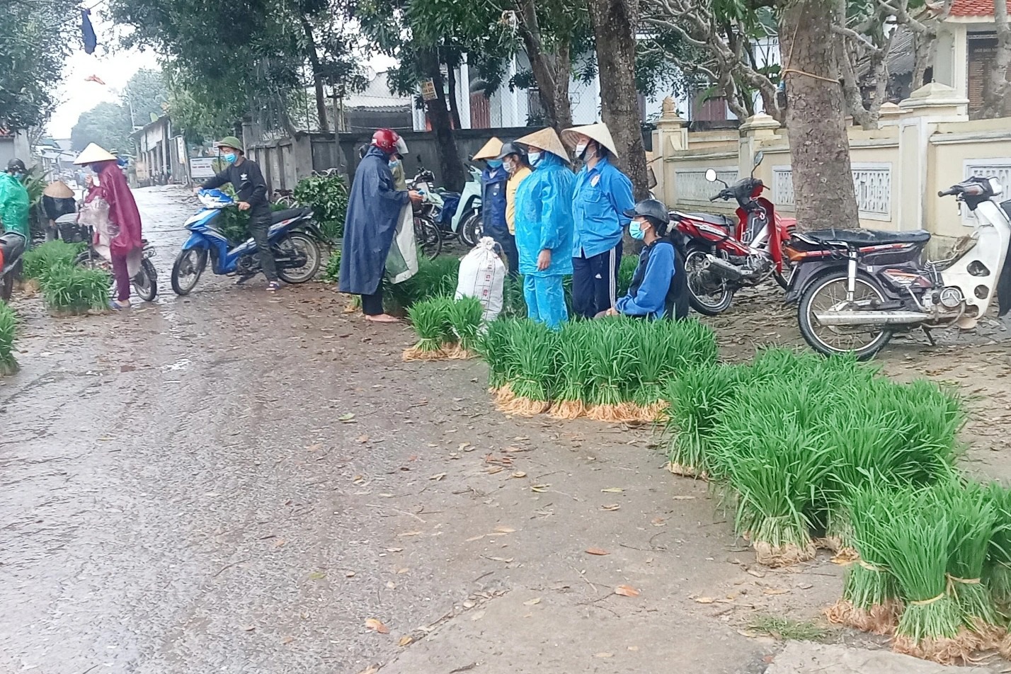 Nhổ lúa non bán như rau, nông dân "bỏ túi" cả trăm ngàn đồng mỗi ngày - Ảnh 2. Nhổ lúa non bán như rau, nông dân "bỏ túi" cả trăm ngàn đồng mỗi ngày - Ảnh 2.