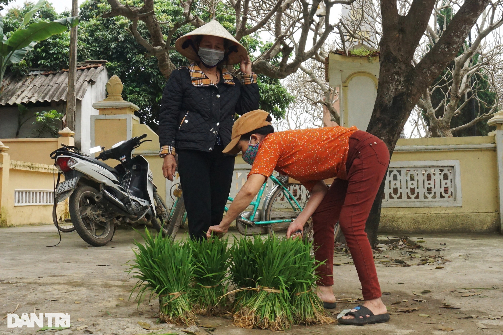 Nhổ lúa non bán như rau, nông dân "bỏ túi" cả trăm ngàn đồng mỗi ngày - Ảnh 8. Nhổ lúa non bán như rau, nông dân "bỏ túi" cả trăm ngàn đồng mỗi ngày - Ảnh 8.