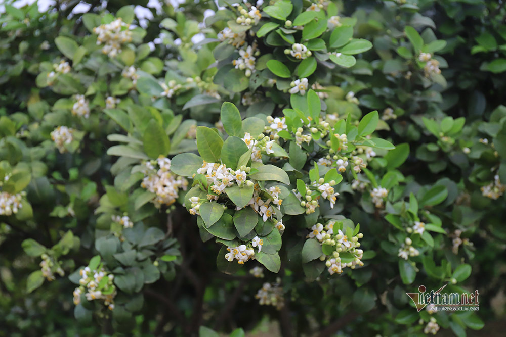 M&ugrave;a 'se duy&ecirc;n' cuối xu&acirc;n, chờ ng&agrave;y thu về 700 tỷ đồng - Ảnh 3.