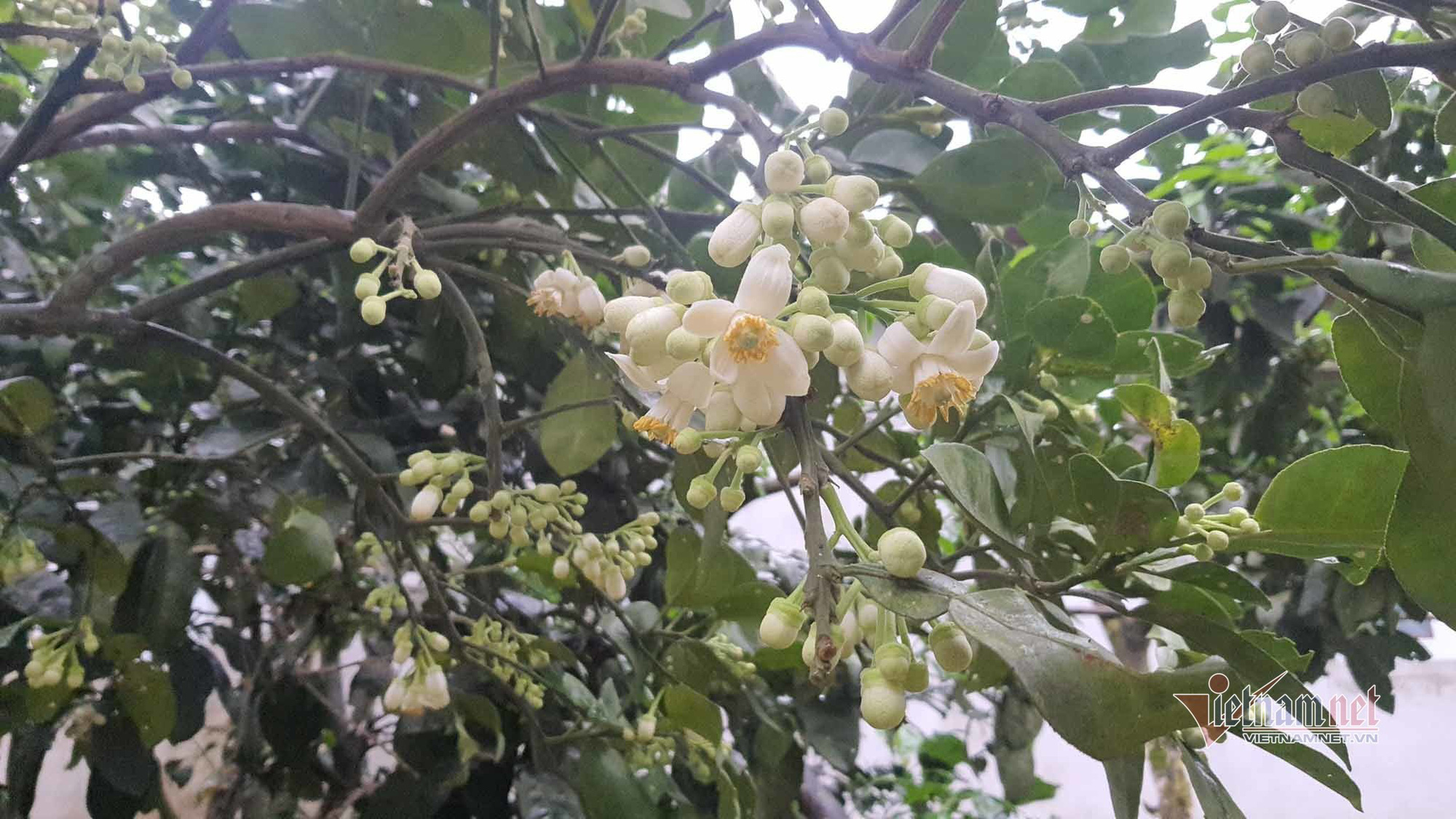 M&ugrave;a 'se duy&ecirc;n' cuối xu&acirc;n, chờ ng&agrave;y thu về 700 tỷ đồng - Ảnh 2.