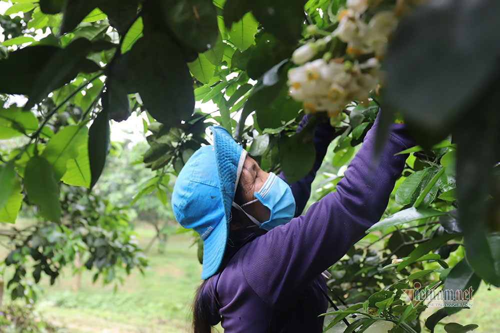 M&ugrave;a 'se duy&ecirc;n' cuối xu&acirc;n, chờ ng&agrave;y thu về 700 tỷ đồng - Ảnh 9.