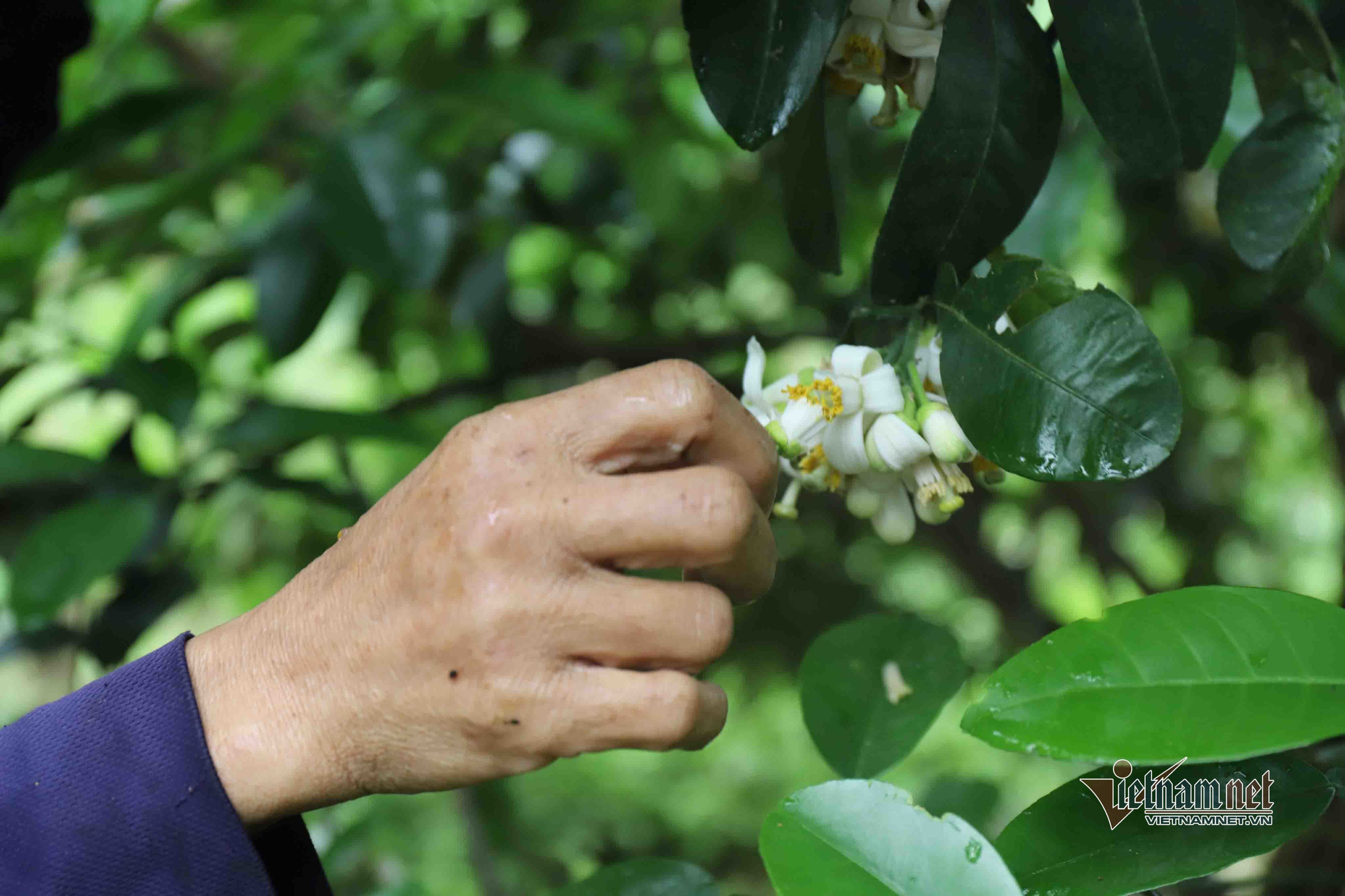 M&ugrave;a 'se duy&ecirc;n' cuối xu&acirc;n, chờ ng&agrave;y thu về 700 tỷ đồng - Ảnh 8.