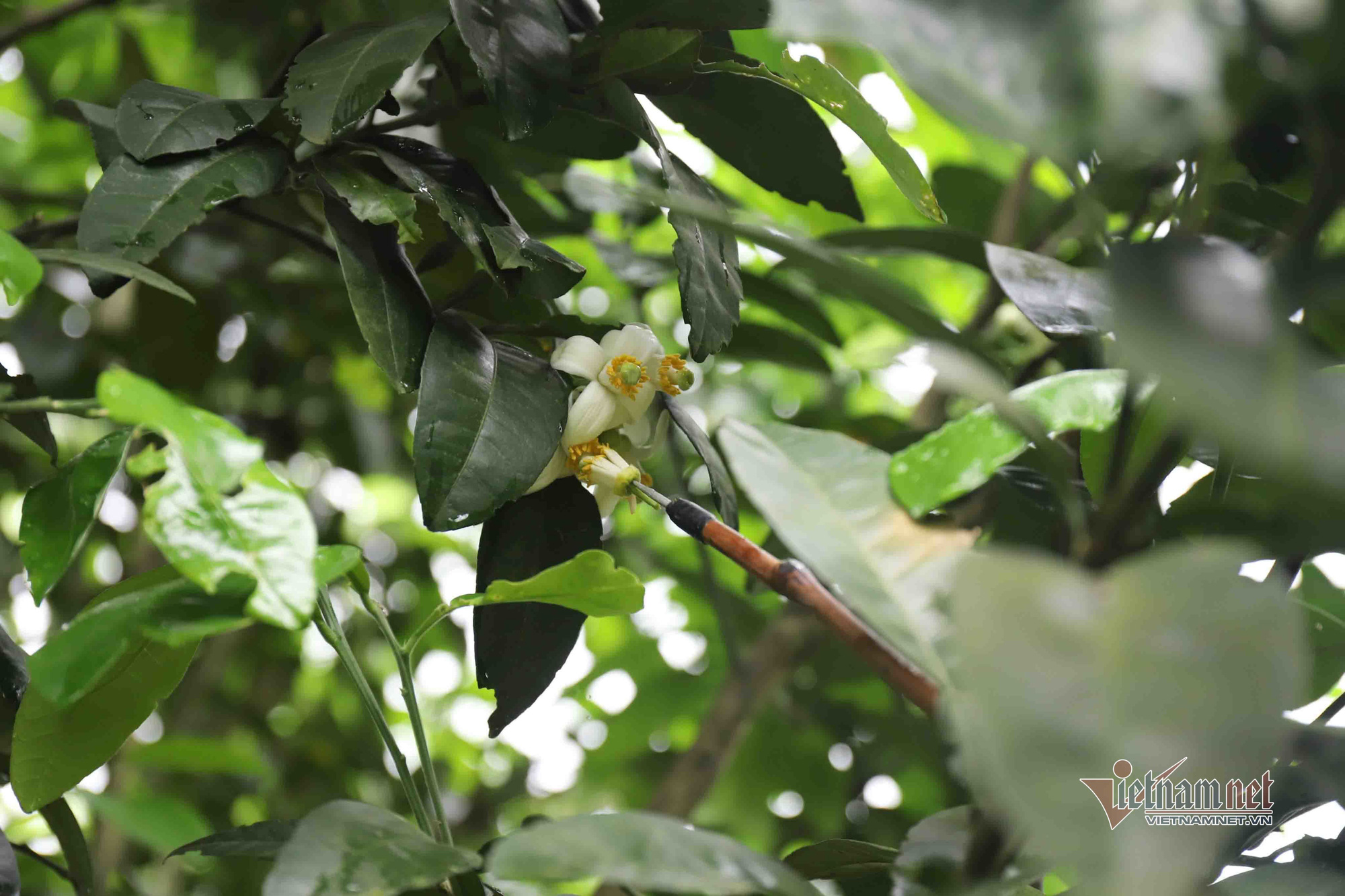 M&ugrave;a 'se duy&ecirc;n' cuối xu&acirc;n, chờ ng&agrave;y thu về 700 tỷ đồng - Ảnh 10.