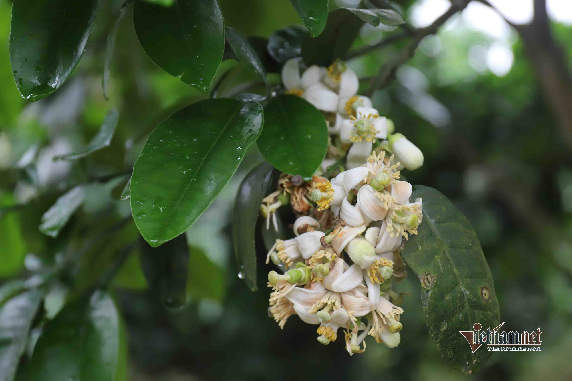 M&ugrave;a 'se duy&ecirc;n' cuối xu&acirc;n, chờ ng&agrave;y thu về 700 tỷ đồng - Ảnh 11.