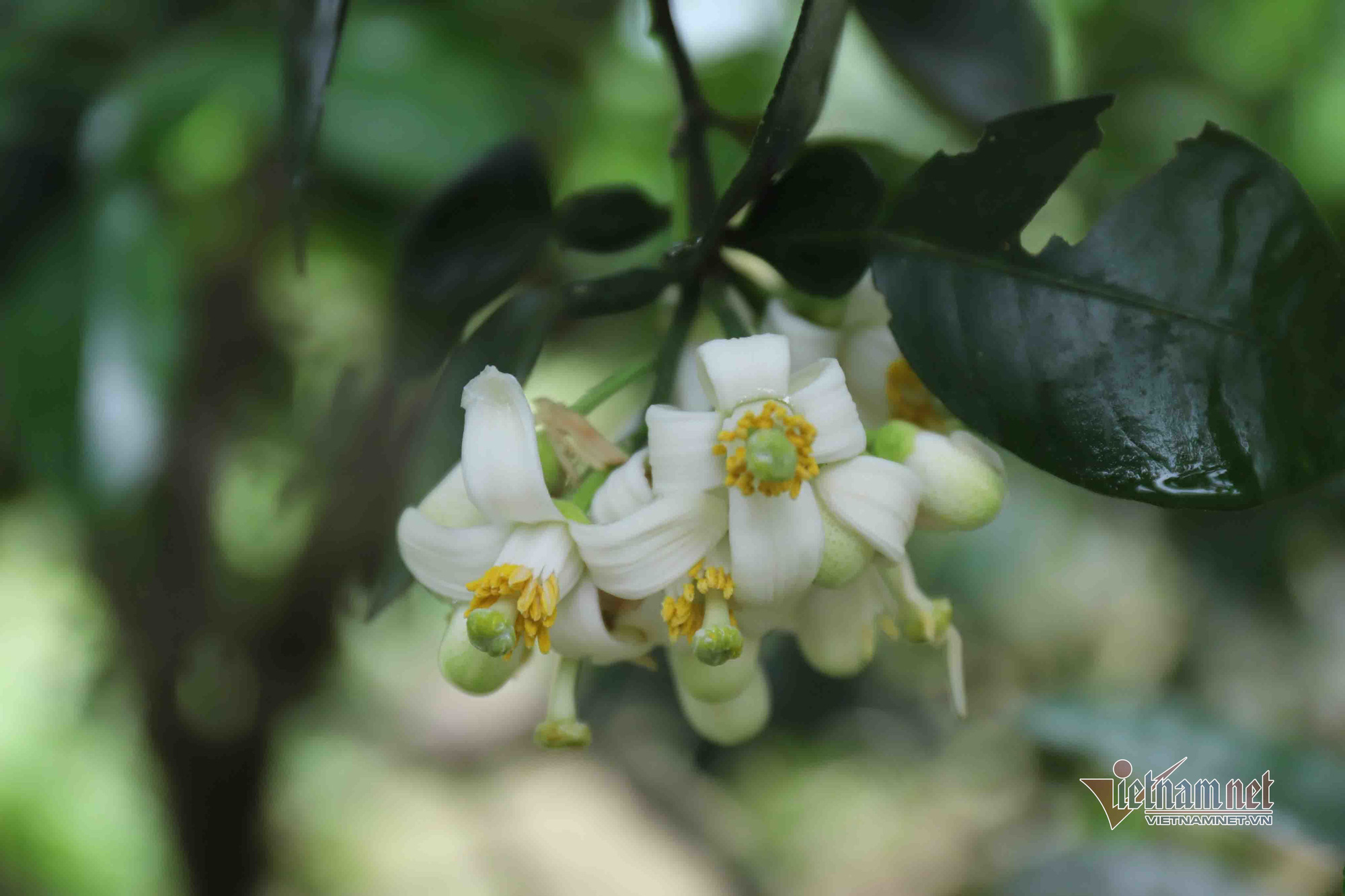 M&ugrave;a 'se duy&ecirc;n' cuối xu&acirc;n, chờ ng&agrave;y thu về 700 tỷ đồng - Ảnh 12.
