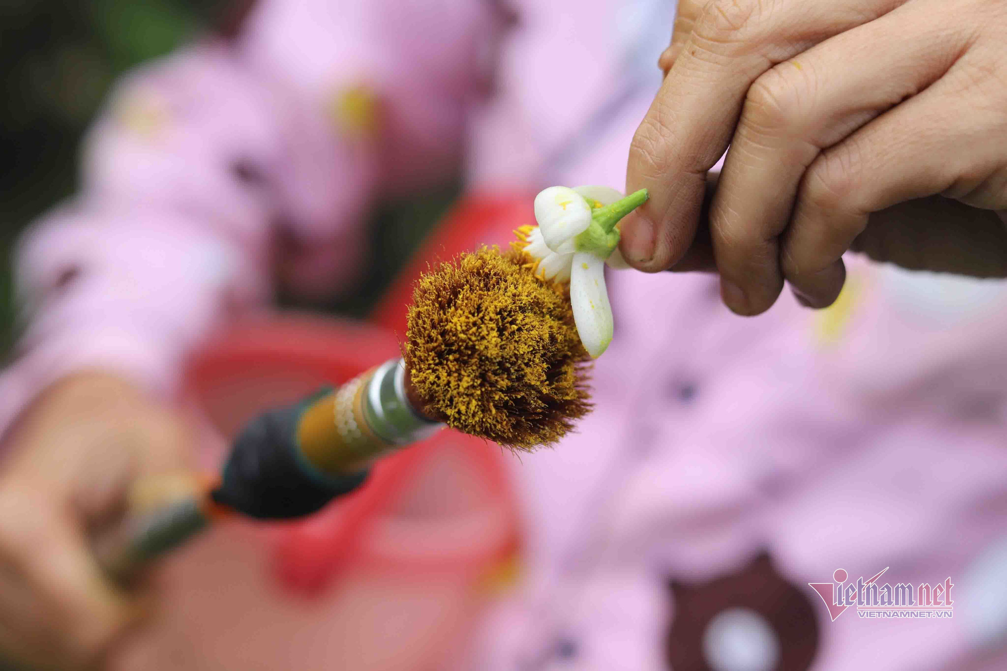 M&ugrave;a 'se duy&ecirc;n' cuối xu&acirc;n, chờ ng&agrave;y thu về 700 tỷ đồng - Ảnh 6.