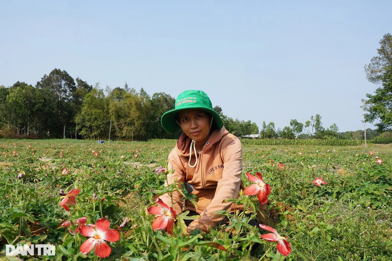 Trồng sâm dễ như trồng khoai, lãi gấp hàng chục lần - Ảnh 1.