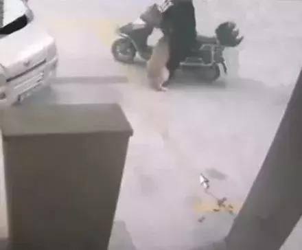 Chó Golden bị trộm, vài ngày sau bất ngờ trở về miệng ngậm 1 thứ khiến chủ hả lòng hả dạ - Ảnh 3. Chó Golden bị trộm, vài ngày sau bất ngờ trở về miệng ngậm 1 thứ khiến chủ hả lòng hả dạ - Ảnh 3.