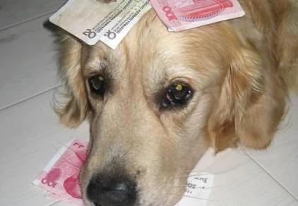 Chó Golden bị trộm, vài ngày sau bất ngờ trở về miệng ngậm 1 thứ khiến chủ hả lòng hả dạ - Ảnh 5. Chó Golden bị trộm, vài ngày sau bất ngờ trở về miệng ngậm 1 thứ khiến chủ hả lòng hả dạ - Ảnh 5.