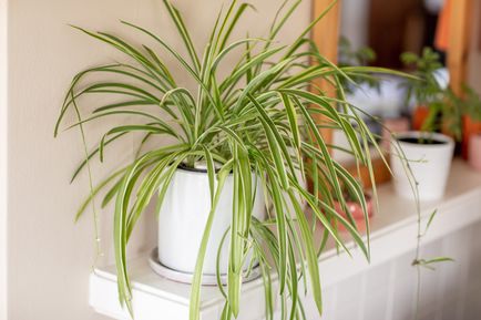 11 loại cây tốt nhất để trồng ở căn hộ chung cư - Ảnh 4. 11 loại cây tốt nhất để trồng ở căn hộ chung cư - Ảnh 4.