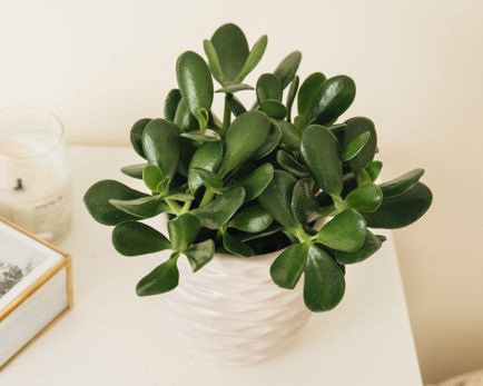 11 loại cây tốt nhất để trồng ở căn hộ chung cư - Ảnh 5. 11 loại cây tốt nhất để trồng ở căn hộ chung cư - Ảnh 5.