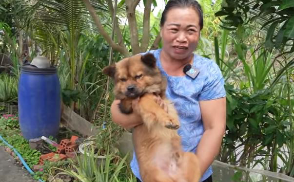 Cưu mang ch&uacute; ch&oacute; 3 ch&acirc;n bị bỏ ở vệ cỏ, b&agrave; chủ kh&ocirc;ng ngờ 5 năm sau n&oacute; cứu m&igrave;nh tho&aacute;t chết