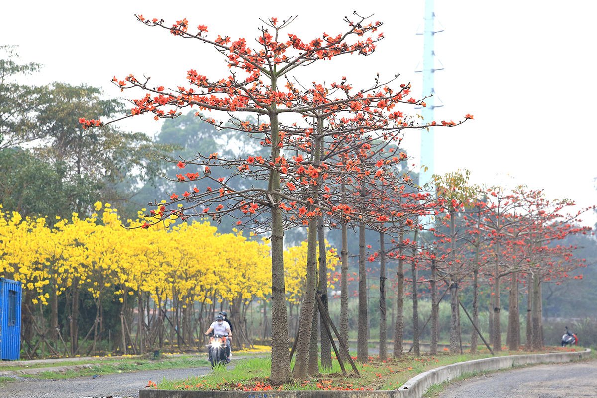 Ngỡ ngàng với vẻ đẹp mê hồn của đường hoa phong linh nằm ngay trong lòng Hà Nội - Ảnh 9.