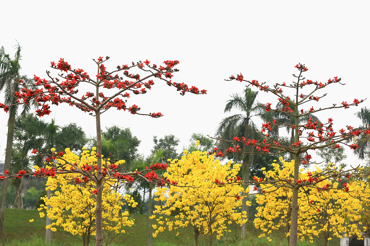 Ngỡ ngàng với vẻ đẹp mê hồn của đường hoa phong linh nằm ngay trong lòng Hà Nội - Ảnh 7.