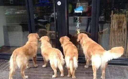 Thấy 4 chú chó Golden túm tụm trước cửa hàng, chủ chạy tới chứng kiến cảnh dở khóc dở cười - Ảnh 1.