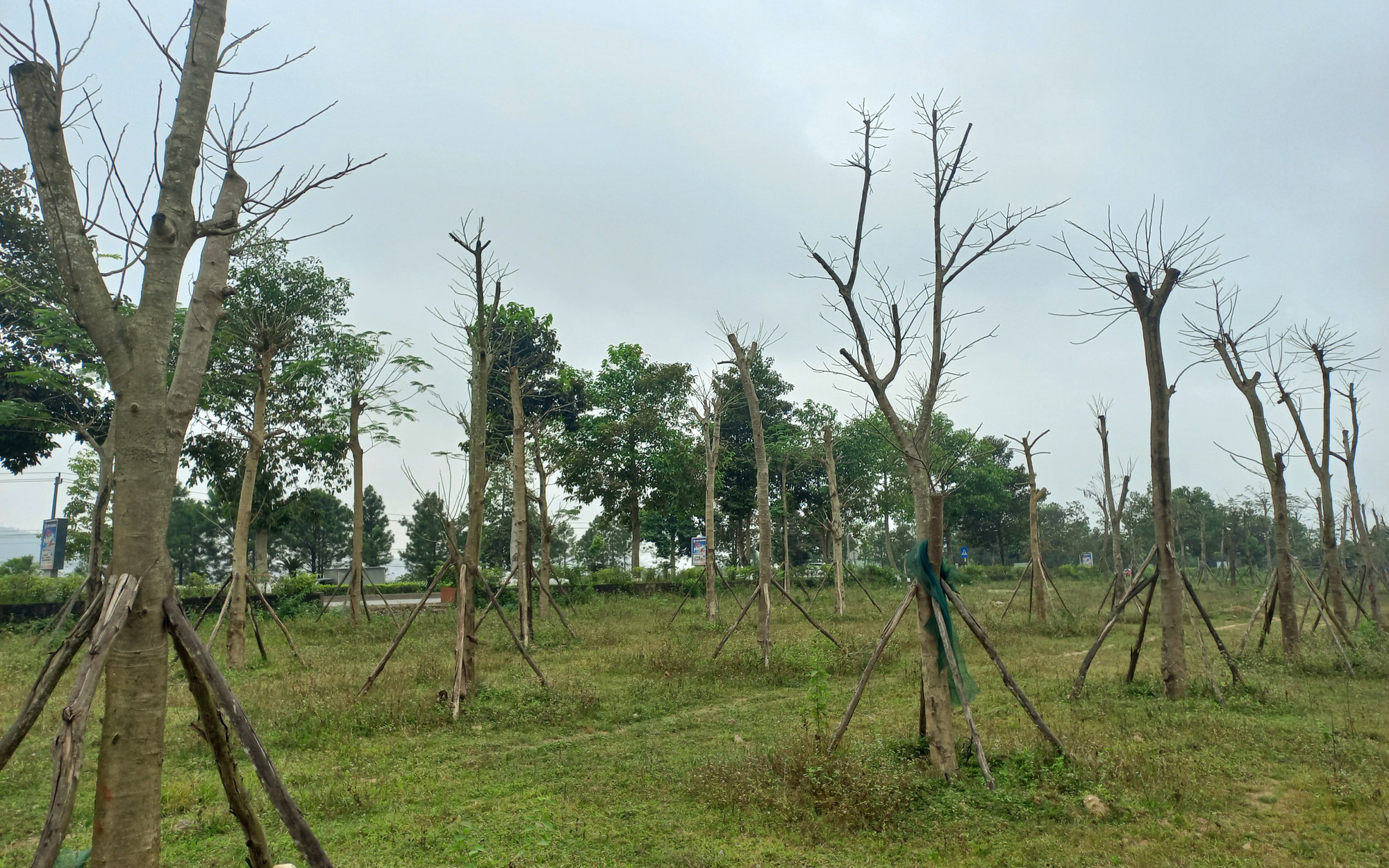 Vì sao hàng loạt cây xanh tạo điểm nhấn cho cửa ngõ phía Nam Thừa Thiên Huế tróc vỏ, chết khô?