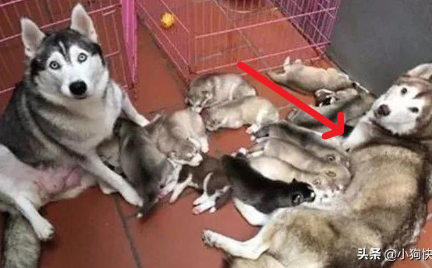 Tưởng chó Husky mẹ đang cho con bú, chủ ngó đầu nhìn ra thì chứng kiến cảnh tượng sững sờ - Ảnh 1.