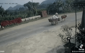 Người chăn b&ograve; bị &ocirc; t&ocirc; tải đ&acirc;m trực diện, 3 gi&acirc;y sau điều kh&ocirc;ng ngờ xảy ra, camera bắt trọn - Ảnh 1.