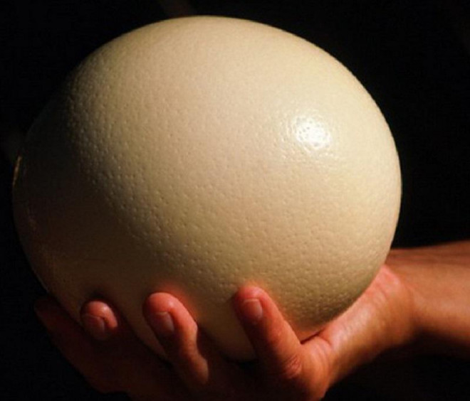 Đầu tháng lương về, ăn thử trứng đà điểu siêu to khổng lồ độc lạ nặng gần 2kg/quả - Ảnh 2.