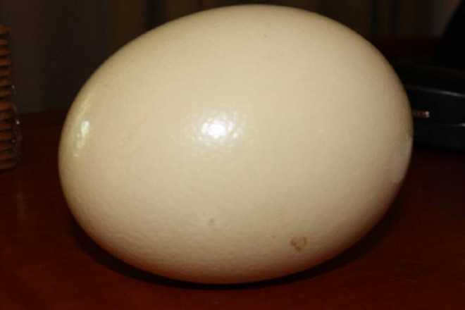 Đầu tháng lương về, ăn thử trứng đà điểu siêu to khổng lồ độc lạ nặng gần 2kg/quả - Ảnh 4.