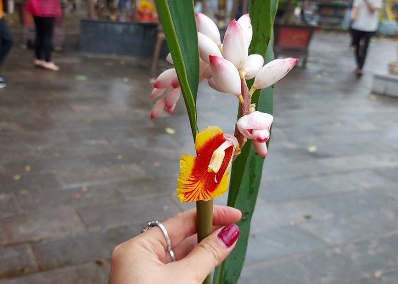 Hoa lan lúa đang hút khách ầm ầm thực chất là loại hoa gì?