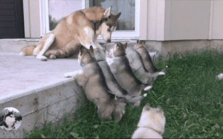 Chó Husky đẻ 8 con, 1 hôm chủ ra ngoài nhìn rồi thốt lên: Chó mẹ quá đỗi thông minh! - Ảnh 1.