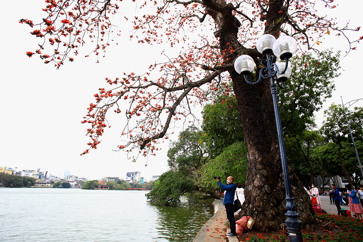 Người dân Hà Nội thích thú check in với cây gạo cổ thụ bên hồ Gươm - Ảnh 10.