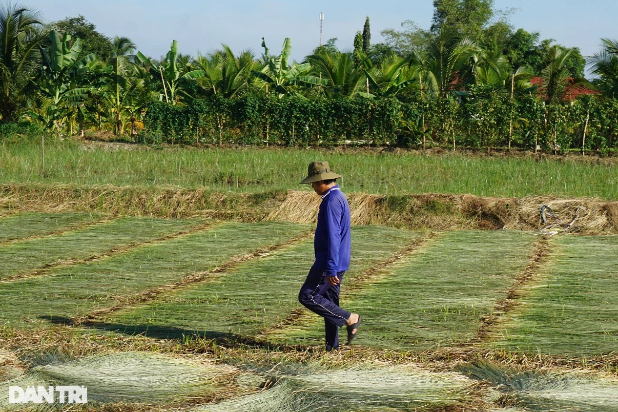 Loại cỏ cao hơn đầu người, trồng một lần gặt 7 năm, lãi gấp 3 trồng lúa - Ảnh 5.