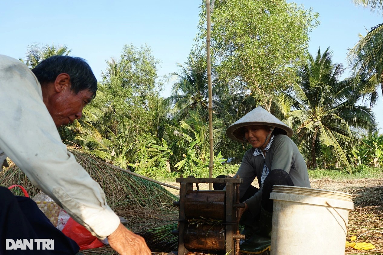 Loại cỏ cao hơn đầu người, trồng một lần gặt 7 năm, lãi gấp 3 trồng lúa - Ảnh 4.