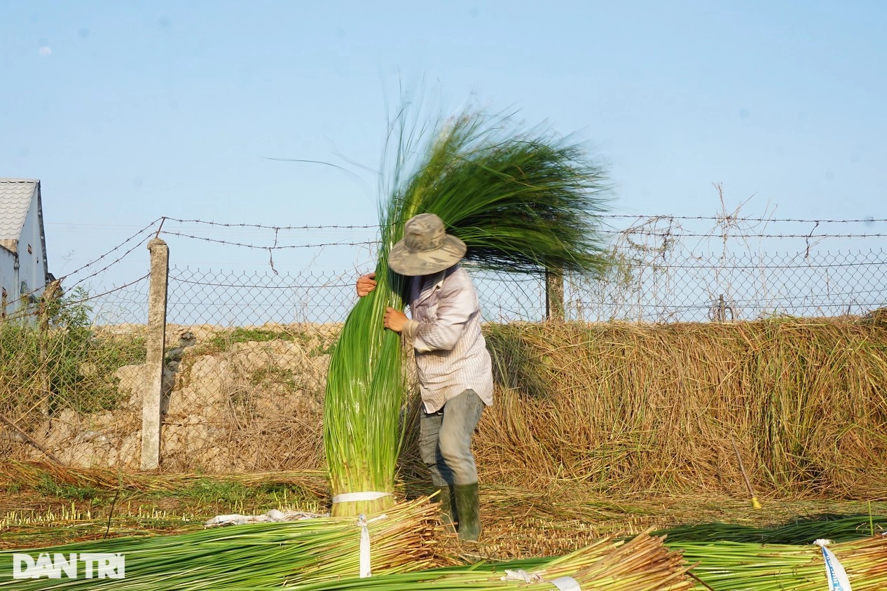 Loại cỏ cao hơn đầu người, trồng một lần gặt 7 năm, lãi gấp 3 trồng lúa - Ảnh 1.