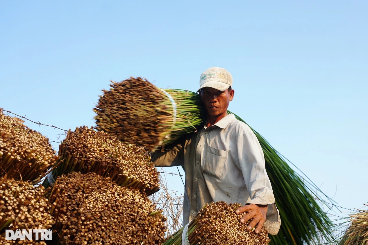 Loại cỏ cao hơn đầu người, trồng một lần gặt 7 năm, lãi gấp 3 trồng lúa - Ảnh 3.