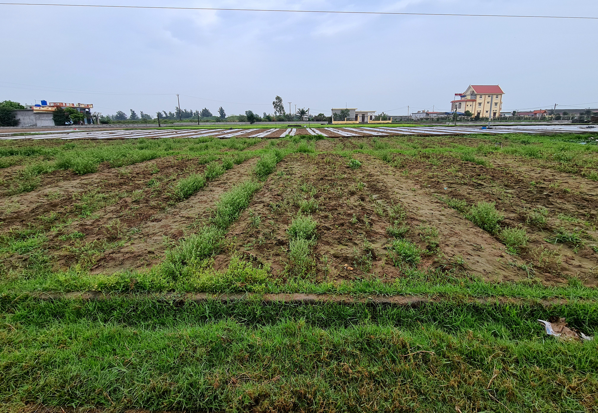 Lão nông bất ngờ thành 'tỷ phú' và chuyện nhà đầu tư liên tục 'luộc' đất nông thôn - Ảnh 5.