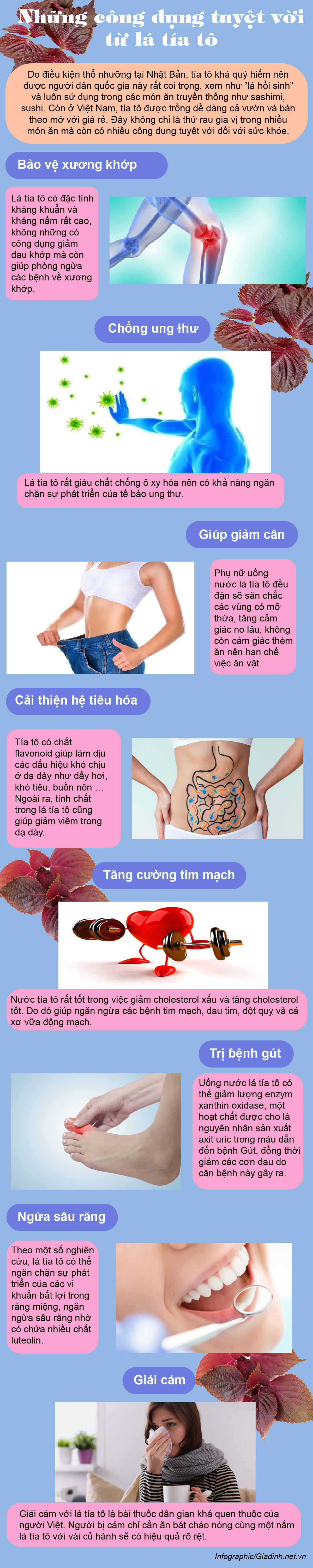 Loại lá ở Nhật được xem như &quot;lá hồi sinh&quot;, còn Việt Nam trồng cả vườn và bán theo mớ với giá rẻ - Ảnh 1.