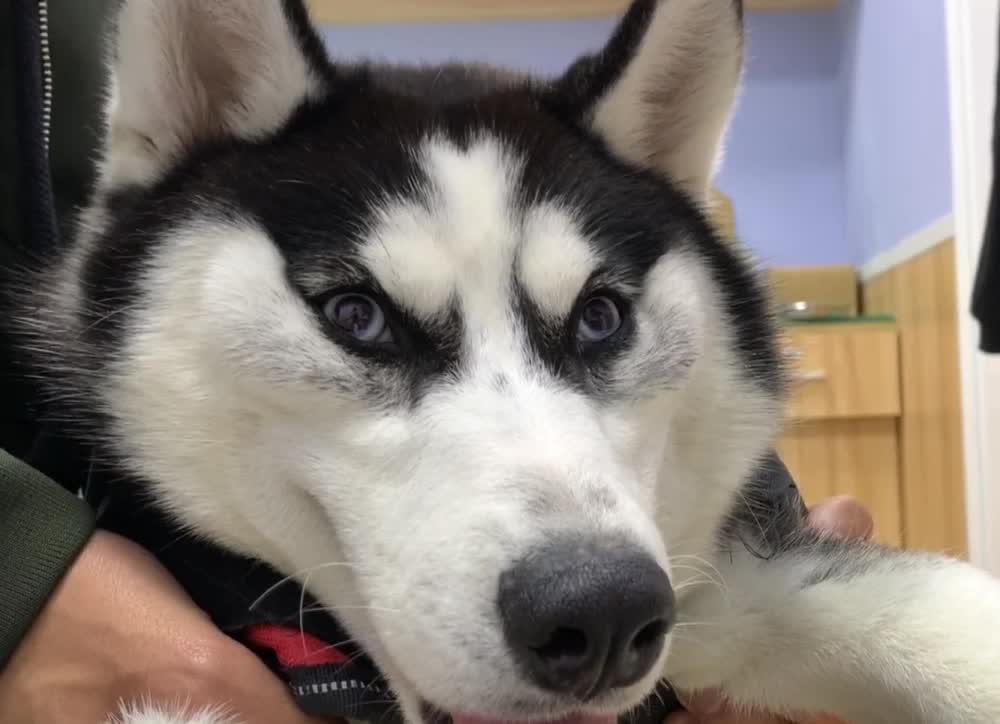 Tưởng chó Husky mang bầu, chủ đưa đi khám thì chỉ muốn tăng xông với kết quả siêu âm - Ảnh 3.