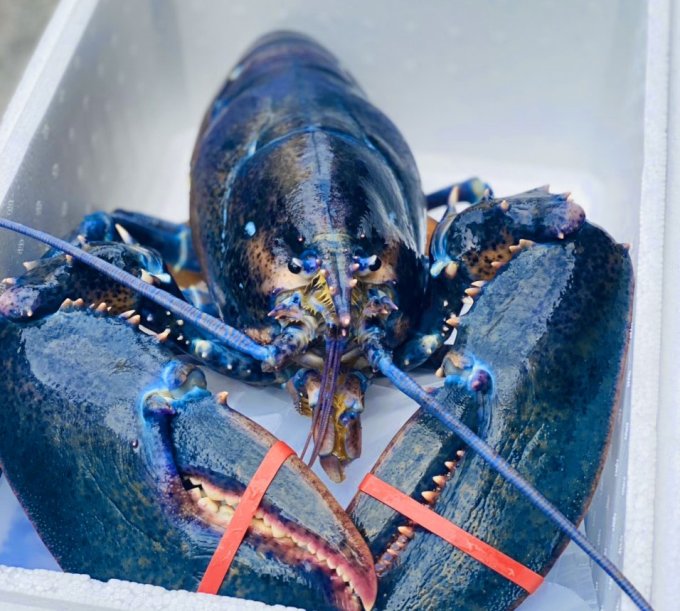 T&ocirc;m h&ugrave;m xanh ngọc b&iacute;ch si&ecirc;u hiếm xuất hiện ở Việt Nam - Ảnh 1.