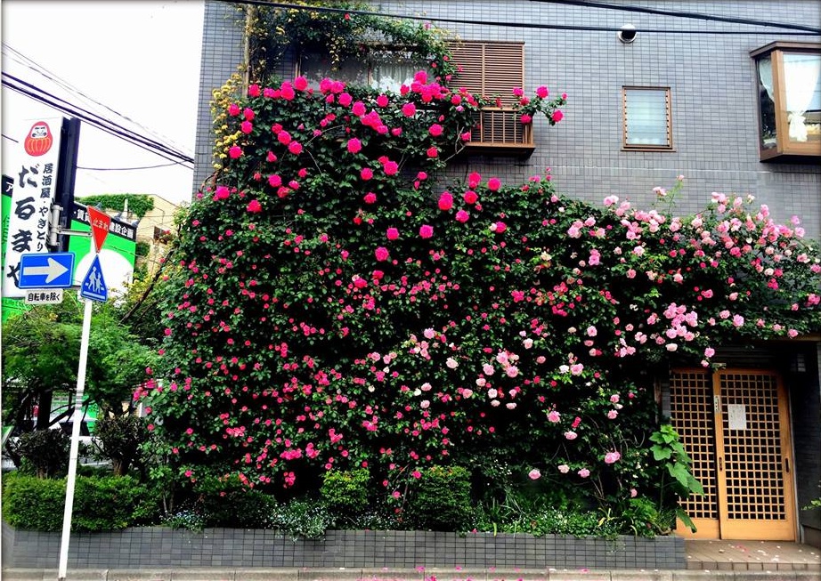 Khu vườn hoa hồng đẹp như cổ tích trên sân thượng của cô sinh viên trẻ - Ảnh 3.