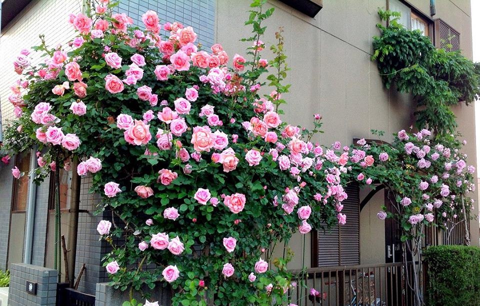 Khu vườn hoa hồng đẹp như cổ tích trên sân thượng của cô sinh viên trẻ - Ảnh 4.
