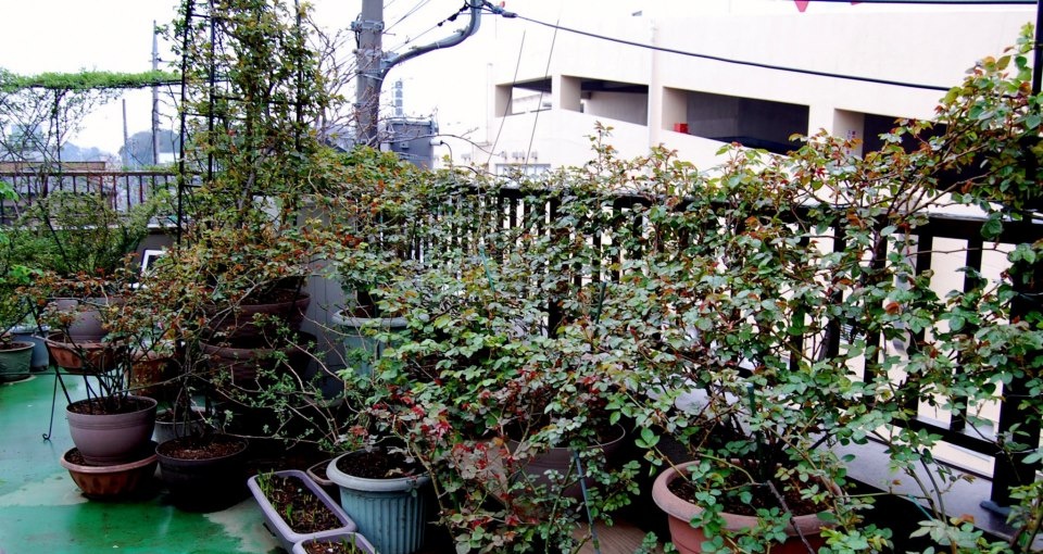 Khu vườn hoa hồng đẹp như cổ tích trên sân thượng của cô sinh viên trẻ - Ảnh 6.