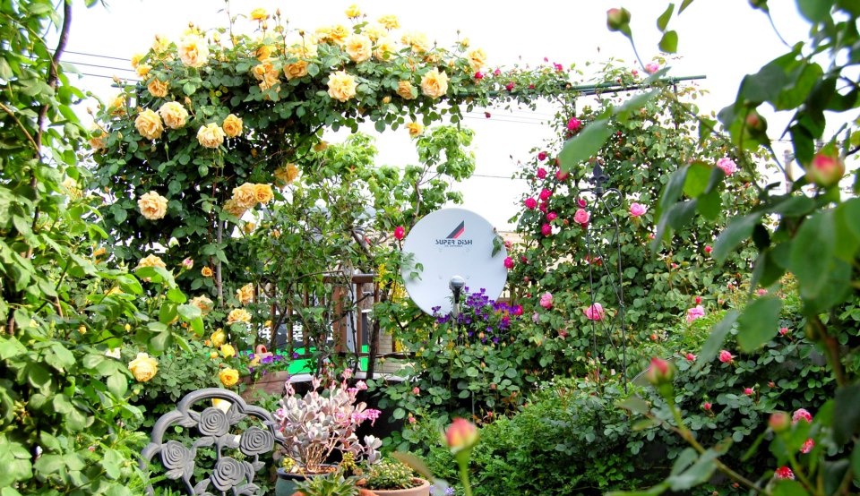 Khu vườn hoa hồng đẹp như cổ tích trên sân thượng của cô sinh viên trẻ - Ảnh 9.
