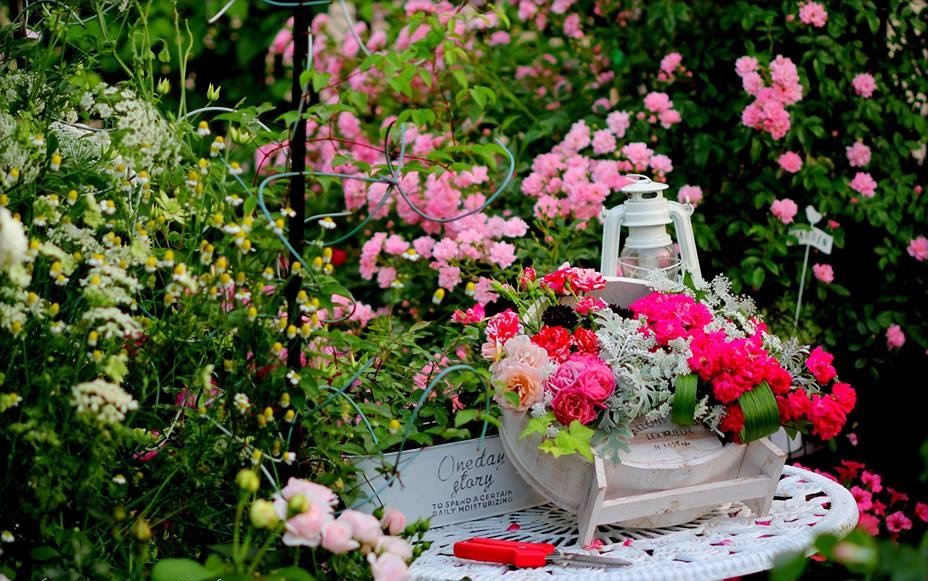 Những hình ảnh đẹp nhất về hoa hồng leo kiêu sa