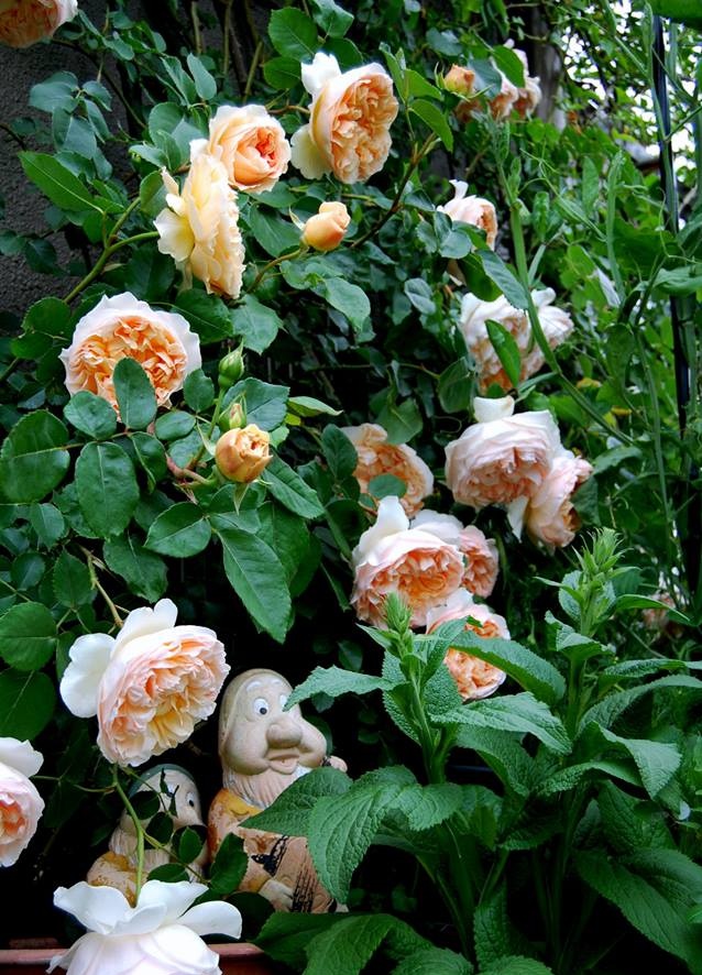 Khu vườn hoa hồng đẹp như cổ tích trên sân thượng của cô sinh viên trẻ - Ảnh 15.
