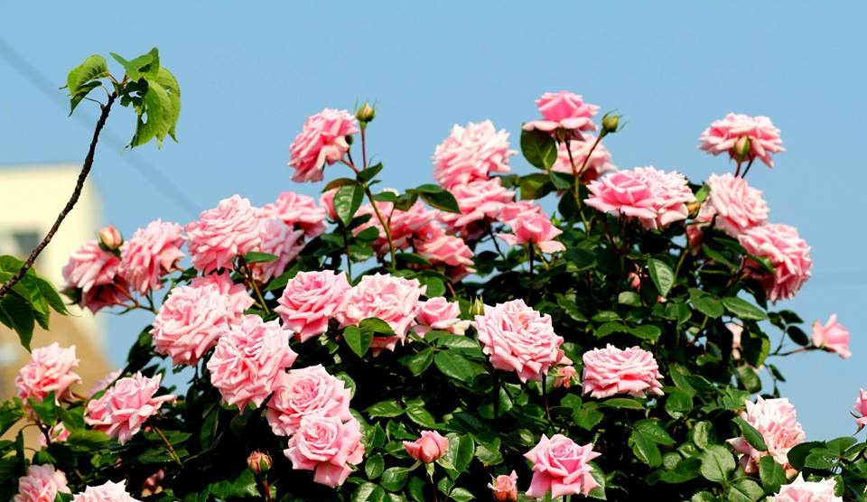 Khu vườn hoa hồng đẹp như cổ tích trên sân thượng của cô sinh viên trẻ - Ảnh 17.