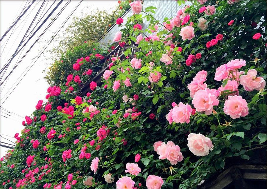 Khu vườn hoa hồng đẹp như cổ tích trên sân thượng của cô sinh viên trẻ - Ảnh 25.
