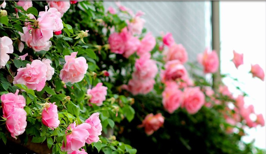 Khu vườn hoa hồng đẹp như cổ tích trên sân thượng của cô sinh viên trẻ - Ảnh 27.