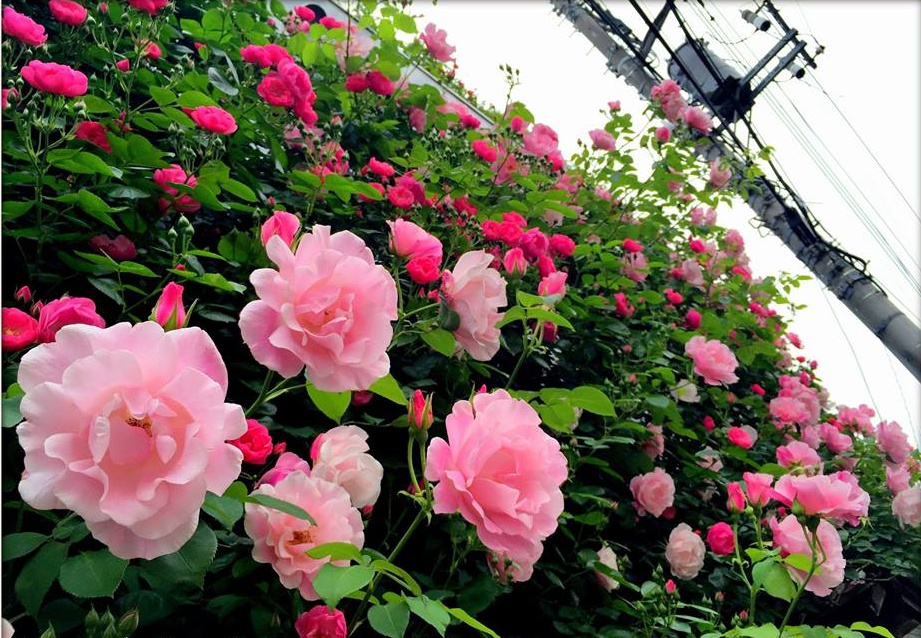 Khu vườn hoa hồng đẹp như cổ tích trên sân thượng của cô sinh viên trẻ - Ảnh 28.