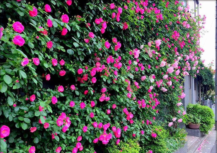 Khu vườn hoa hồng đẹp như cổ tích trên sân thượng của cô sinh viên trẻ - Ảnh 29.