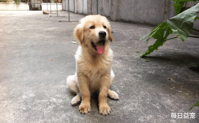 Chó cưng ra đón lúc trời mưa, về đến nhà chưa kịp mừng chủ đã cay đắng hiểu ra lý do - Ảnh 1. Chó cưng ra đón lúc trời mưa, về đến nhà chưa kịp mừng chủ đã cay đắng hiểu ra lý do - Ảnh 1.